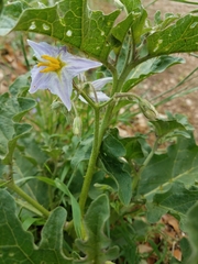 Solanum dimidiatum