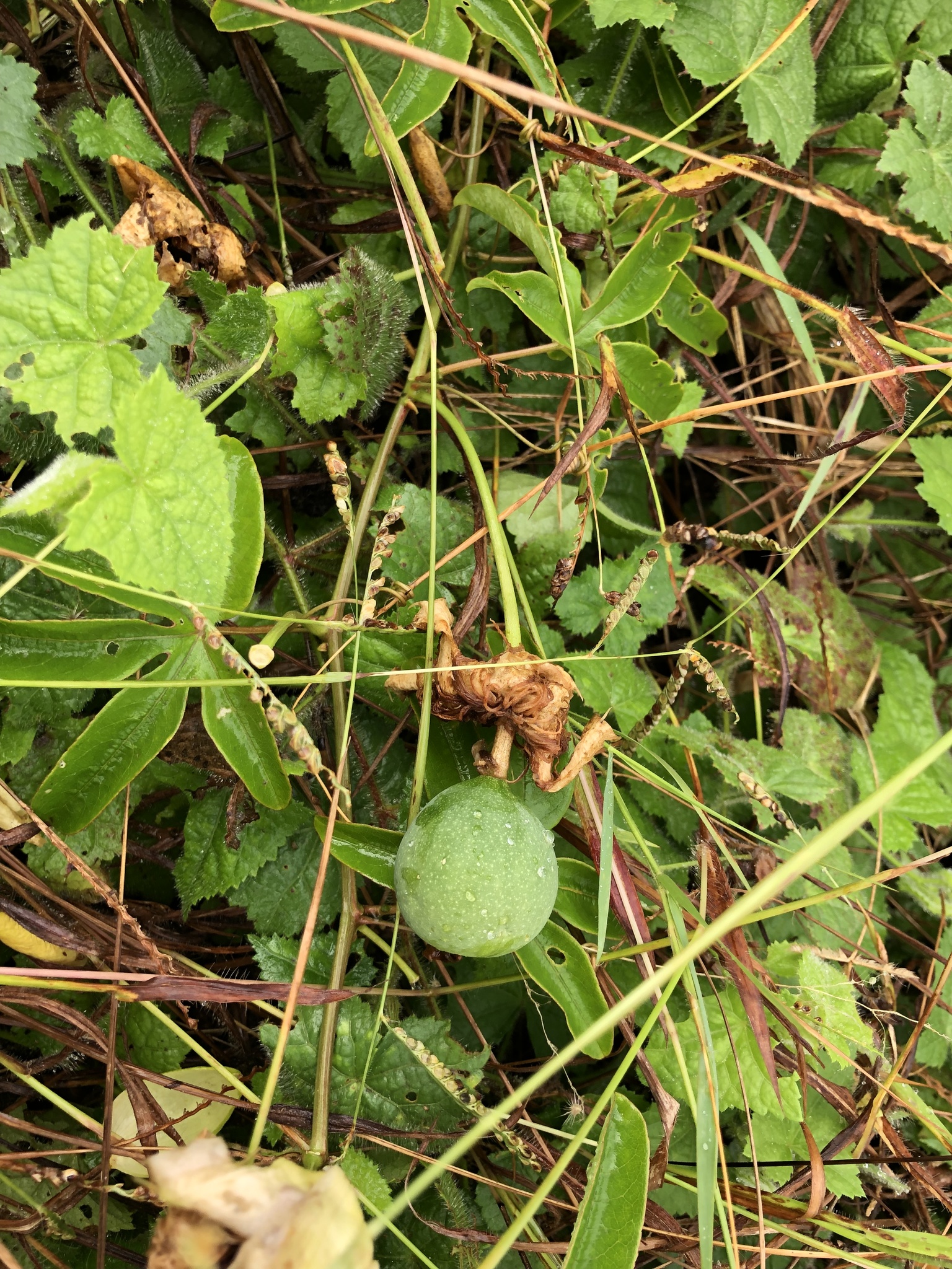 Passiflora cincinnata