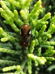 Oncometopia hamiltoni