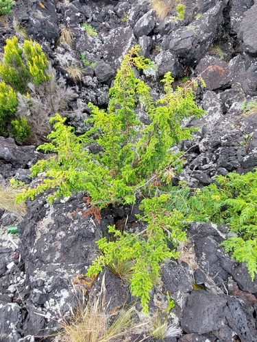 Azores juniper