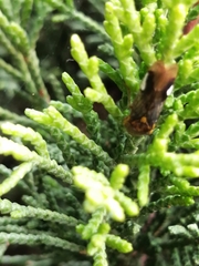 Oncometopia hamiltoni