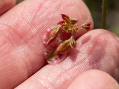 Eriogonum alatum