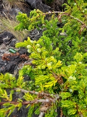 Juniperus brevifolia