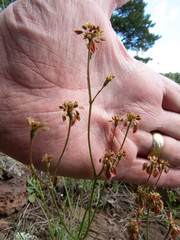 Eriogonum alatum