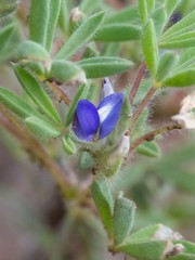 Lupinus kingii