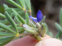 Lupinus kingii
