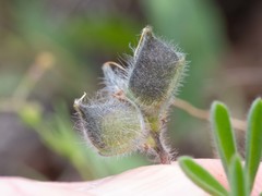 Lupinus kingii