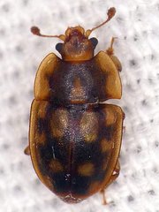 Epuraea peltoides