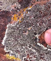 Dimelaena australiensis