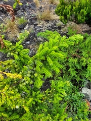 Juniperus brevifolia
