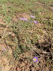 Dieteria asteroides asteroides
