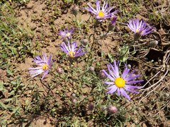 Dieteria asteroides asteroides