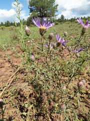 Dieteria asteroides asteroides