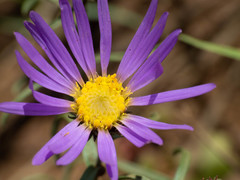 Dieteria asteroides asteroides