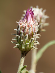 Dieteria asteroides asteroides
