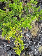 Juniperus brevifolia
