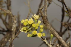 Brachylaena rotundata