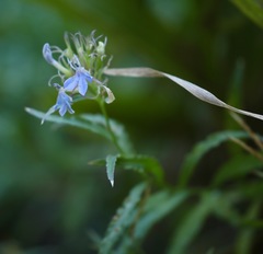 Palmerella debilis serrata