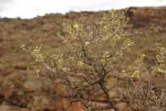 Brachylaena rotundata