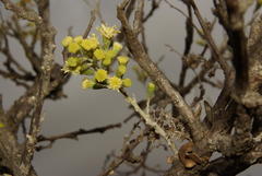 Brachylaena rotundata