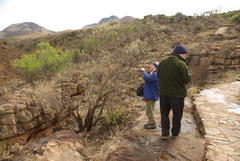 Brachylaena rotundata