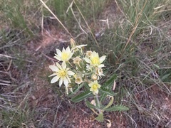 Mentzelia decapetala