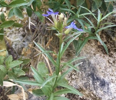 Palmerella debilis serrata