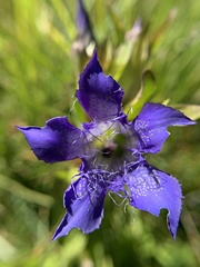 Gentiana plurisetosa