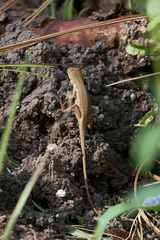 Anolis quercorum