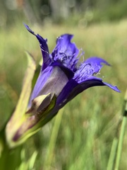 Gentiana plurisetosa