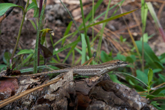 Anolis quercorum