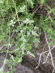 Aloysia wrightii