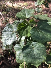 Hibiscus diversifolius