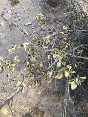 Searsia populifolia