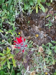 Castilleja arvensis