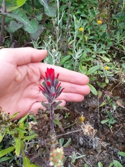Castilleja arvensis