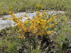 Thesium cupressoides