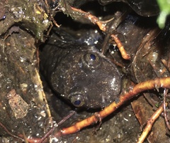 Desmognathus amphileucus