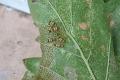 Harrisina metallica