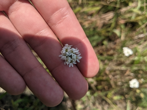 hoary alyssum