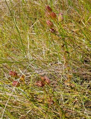 Melasma scabrum scabrum