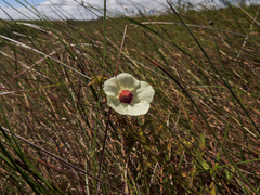 Melasma scabrum scabrum
