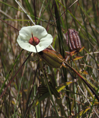 Melasma scabrum scabrum