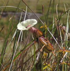 Melasma scabrum scabrum