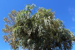 Cussonia paniculata sinuata