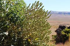 Cussonia paniculata sinuata