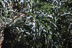 Cussonia paniculata sinuata