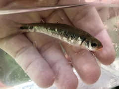 Notropis rubricroceus