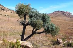 Cussonia paniculata sinuata