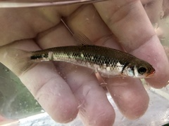 Notropis rubricroceus